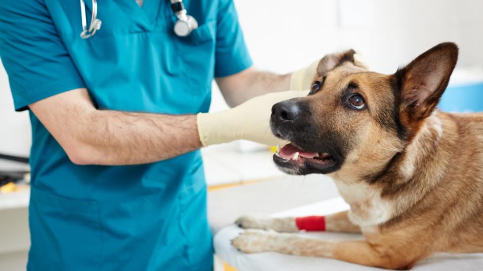 Pulmonary Hypertension in Dogs | PetMD
