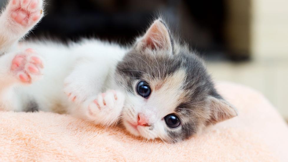 calico kitten lying on a blanket
