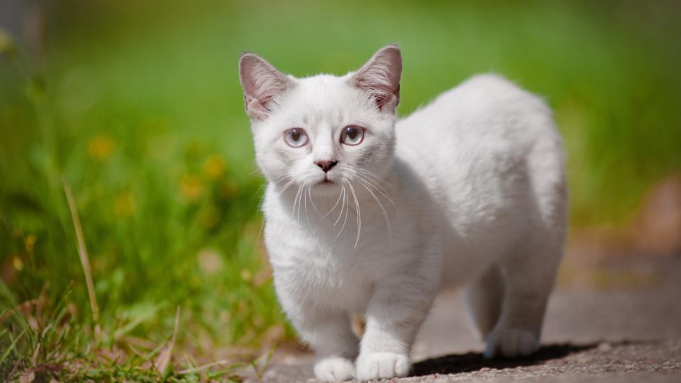white munchkin cat standing on a path outside