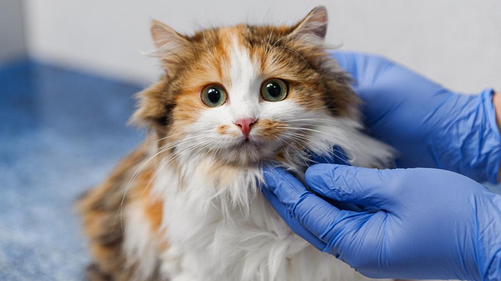 long-haired calico cat at the vet being examined with a stethoscope 