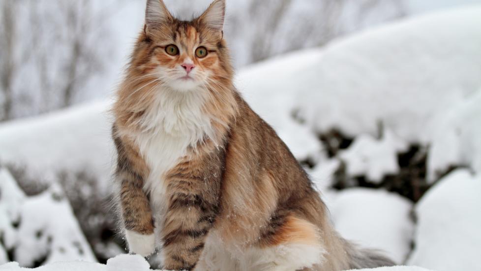 orange and brown norwegian forest cat standing in snow