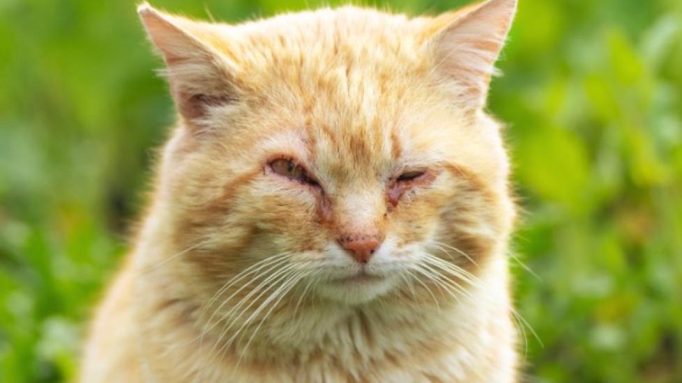 orange cat sitting on grass squinting with eye discharge and red eyes