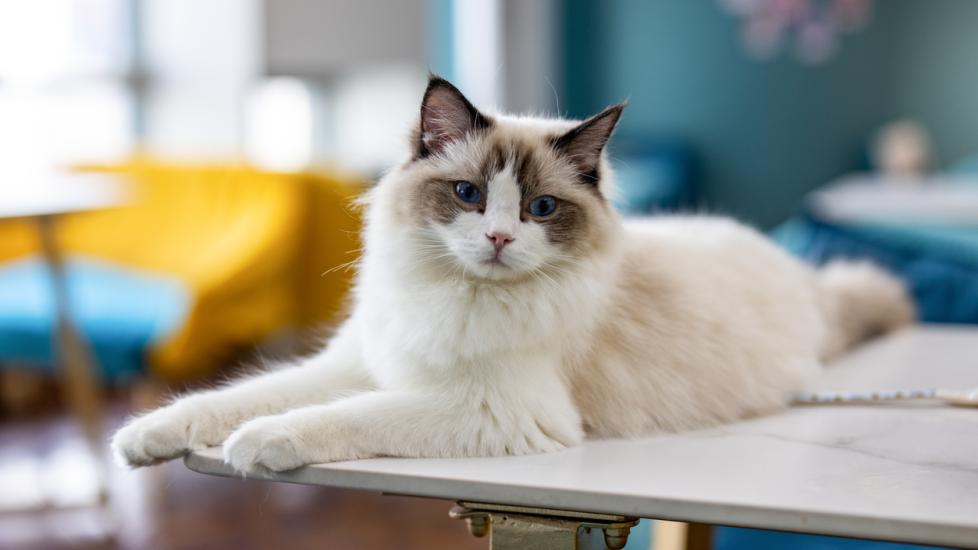 white and gray ragdoll cat on a white table