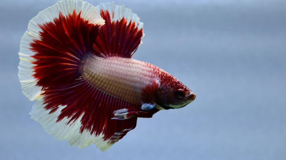 The Wonderful World of Betta Fish - Supplies Needed to Care for a