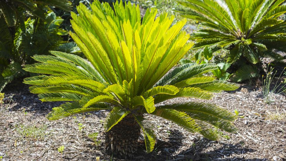 Are palm tree leaves poisonous best sale to dogs