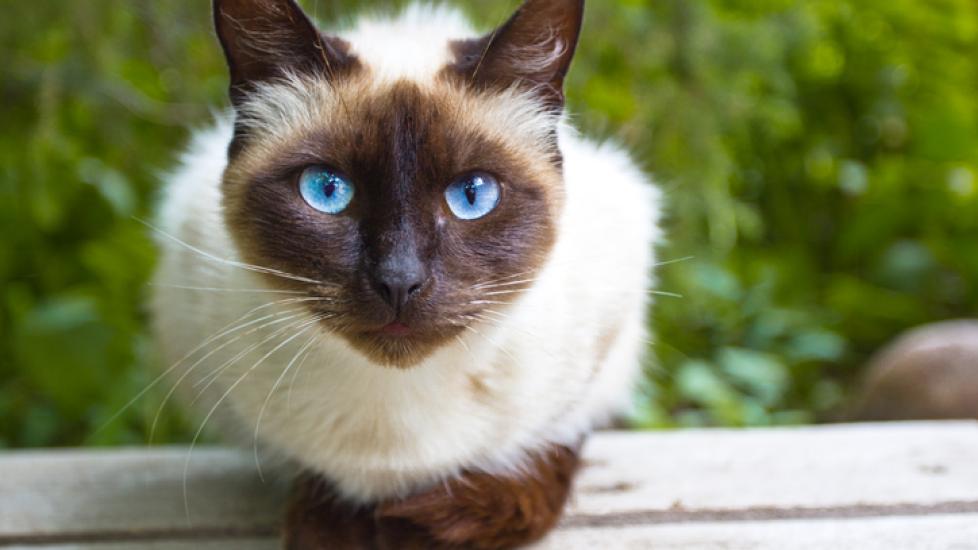 siamese cat crouching outside on a wooden surface