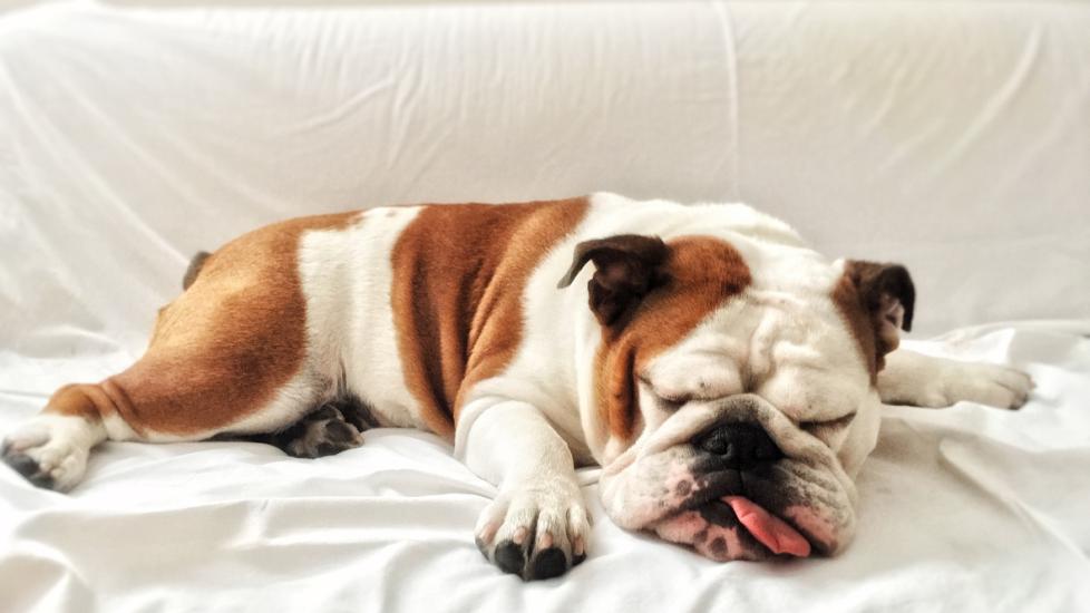 brown and white english bulldog sleeping with his tongue hanging out