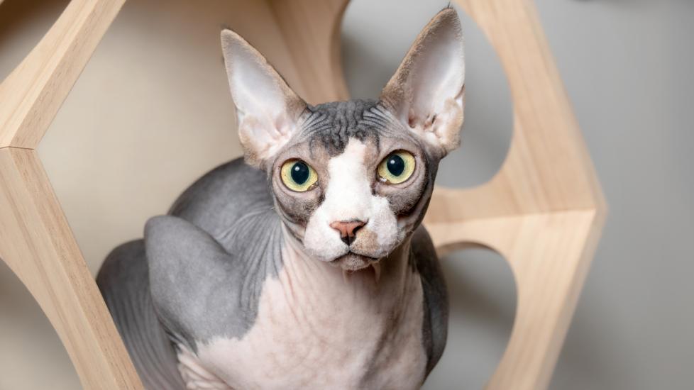 Sphynx Cat Breed Health and Care | PetMD