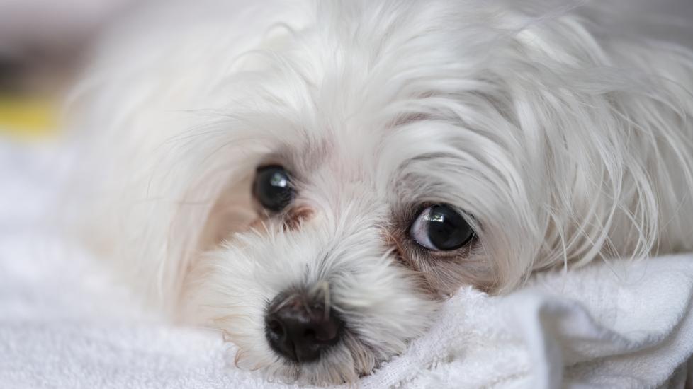 Dog Tear Stains Causes Treatment and Prevention PetMD