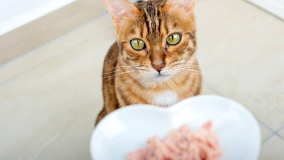 bengal cat looking up at heart-shaped plate of wet cat food