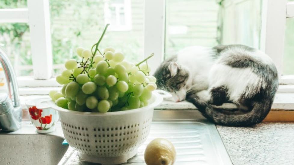 bowl of green grapes on table with sleeping white and gray cat in background
