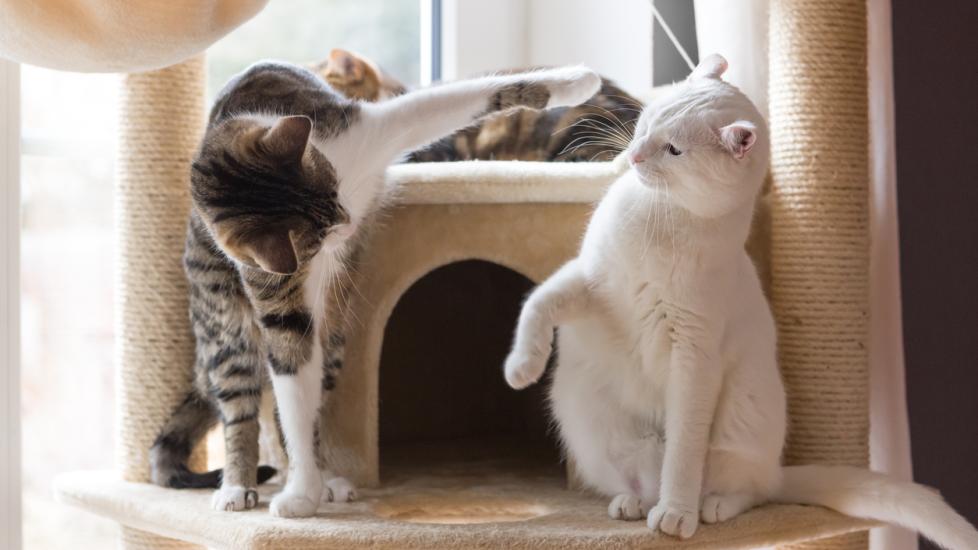 Why Cats Fight With Other Cats and How To Help