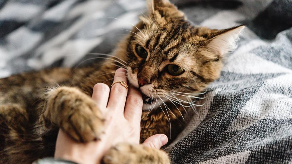 long-hair brown tabby cat biting a person's hand