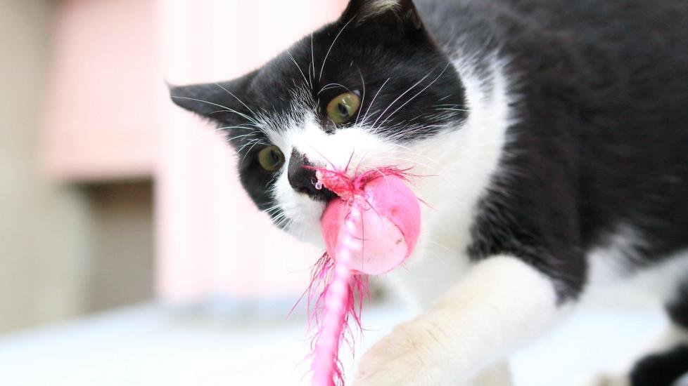 cat-chewing-on-pink-string
