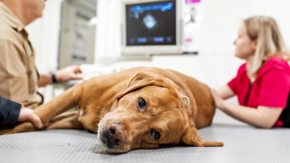 Insulinoma in dogs petmd