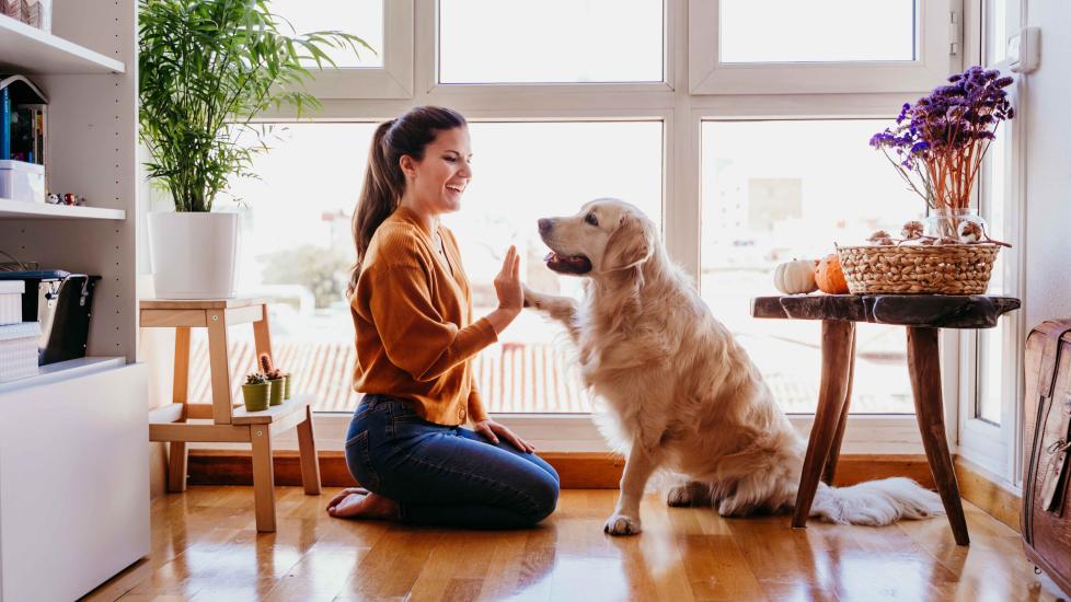 9 Cost-Effective Ways To Keep Your Dog Mentally Stimulated
