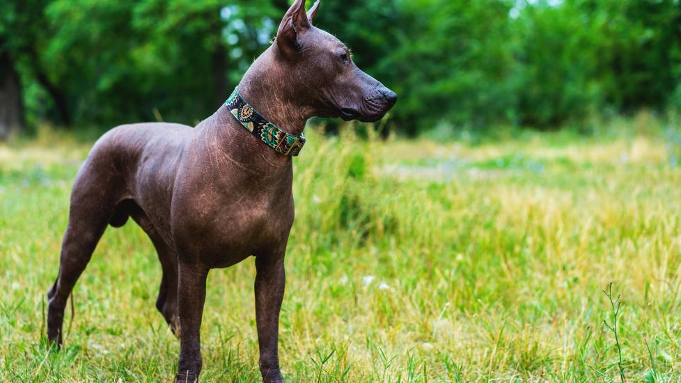 Mexican hairless dog standing in a grassy field and looking away from the camera