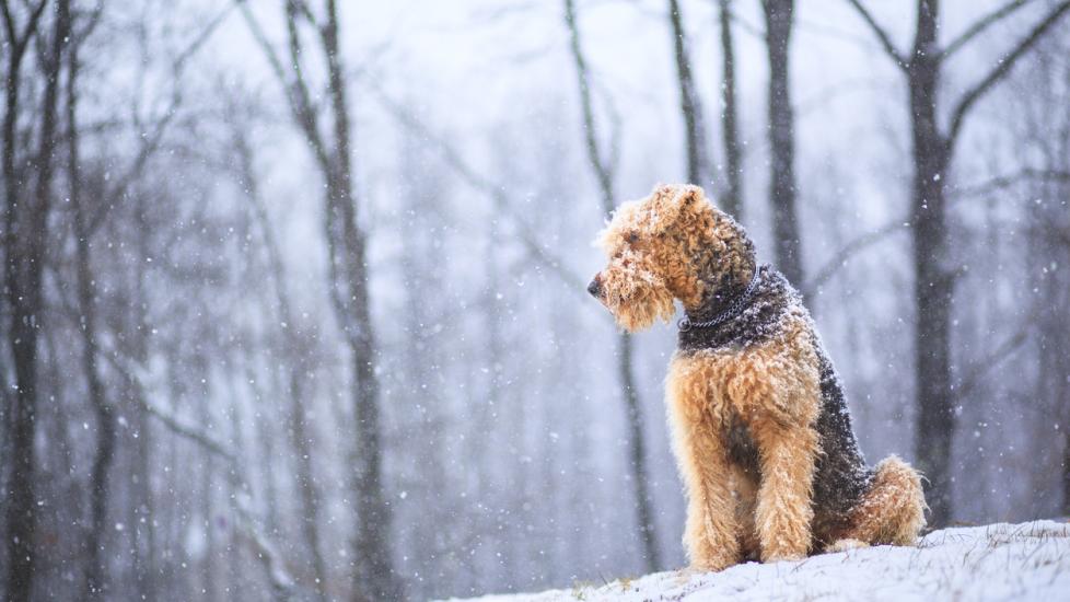 airedale terrier sitting in the snow