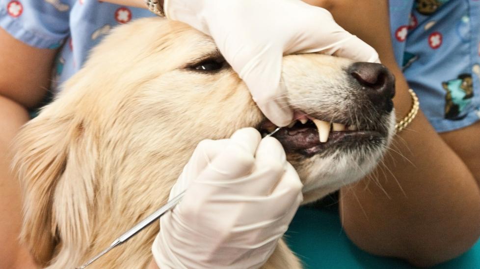 veterinarian looking at a golden retriever's teeth and using a tool