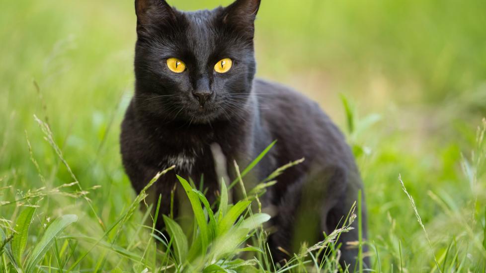 black cat with golden eyes sitting in green grass field