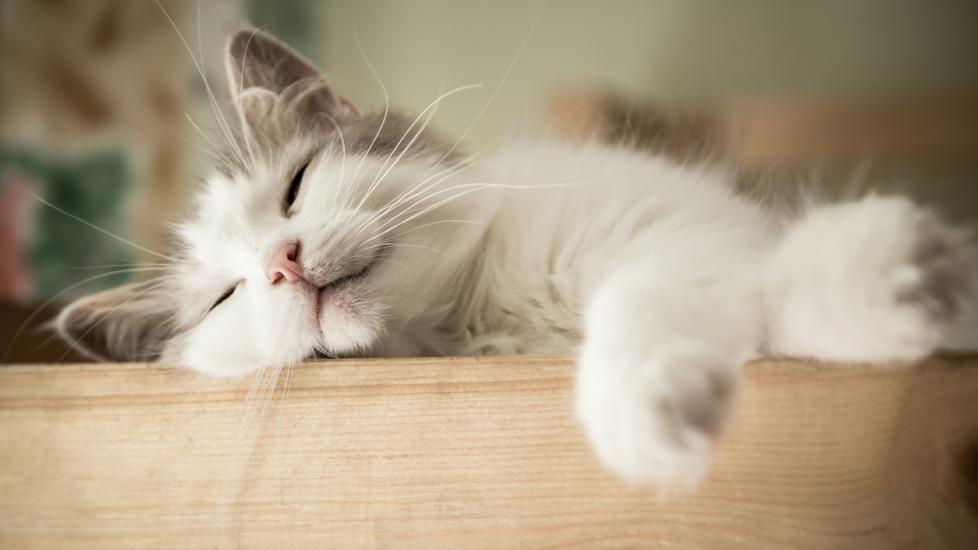 5 Vet Approved Ways to Calm Your Cat