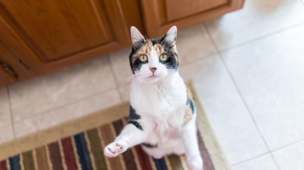 calico cat standing on her back paws looking up to ask for food