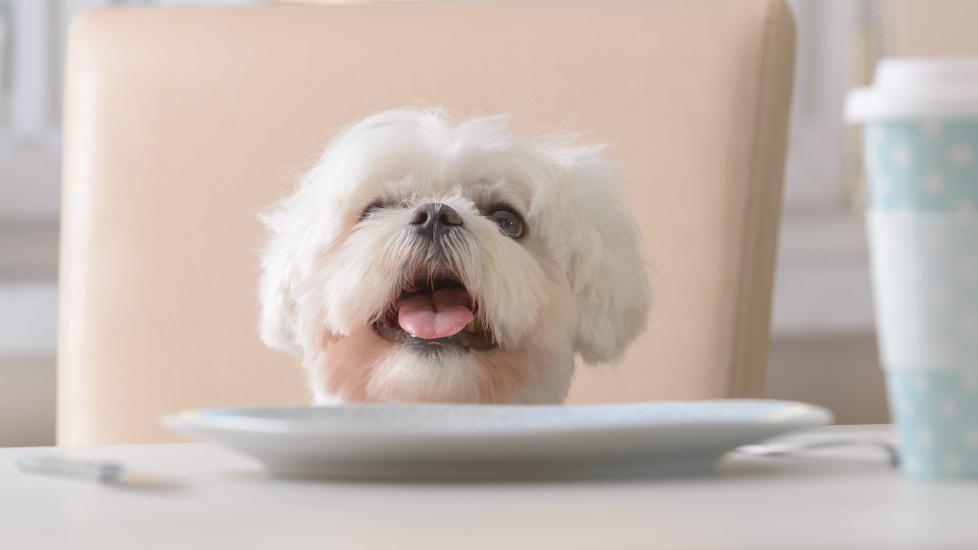white dog sitting at a kitchen table in front of an empty plate