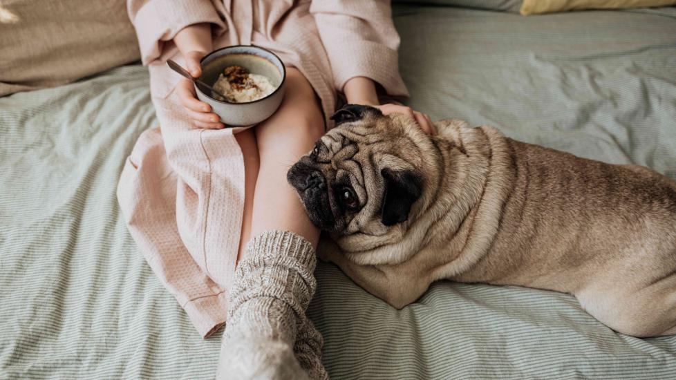 woman eating oatmeal in beg with a pug resting beside her