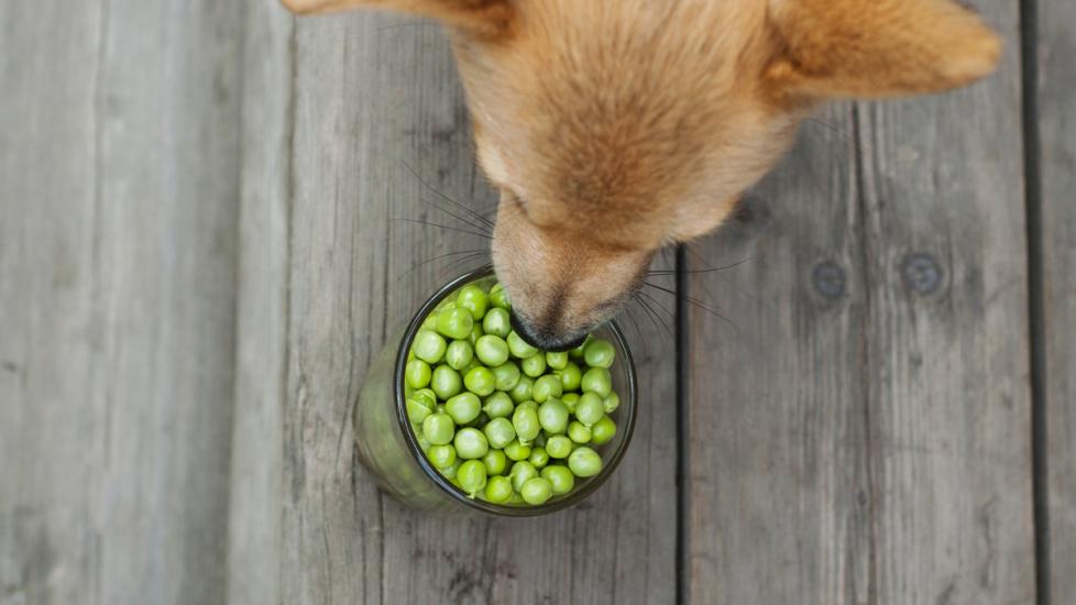 dog looking down at a bowl of peas