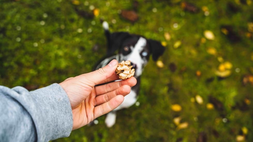 hand holding up a walnut with a dog sitting on grass in the background