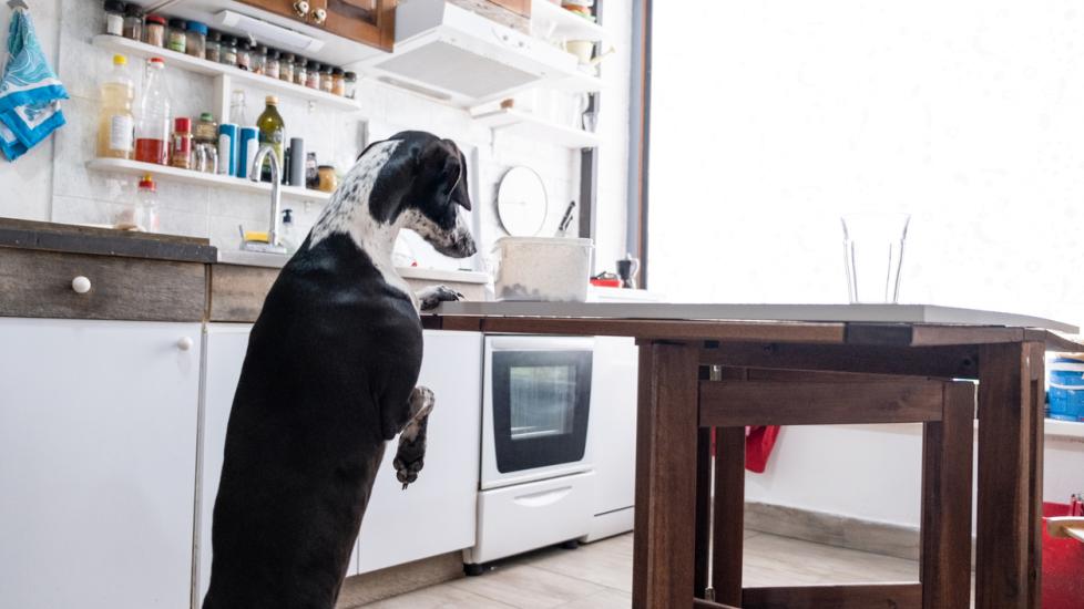 black and white dog standing on his hind legs and looking at food on a kitchen table