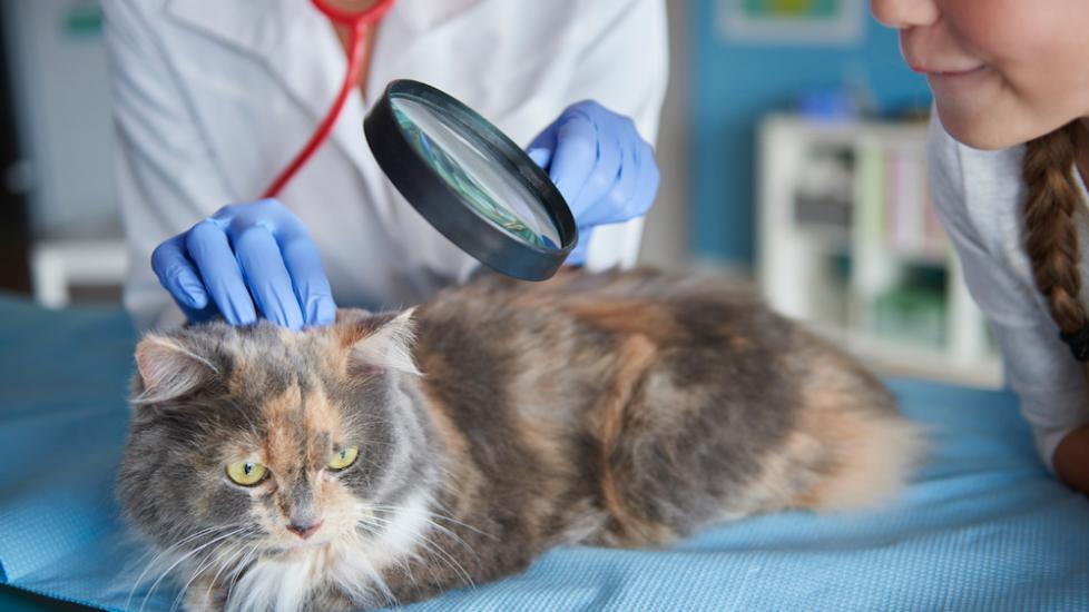 猫在兽医
