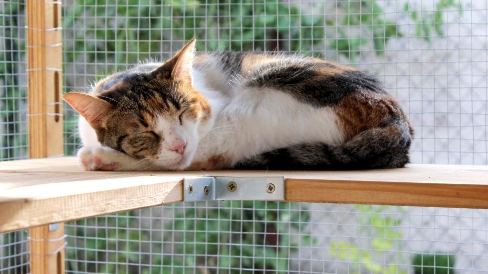 calico cat curled up in a catio