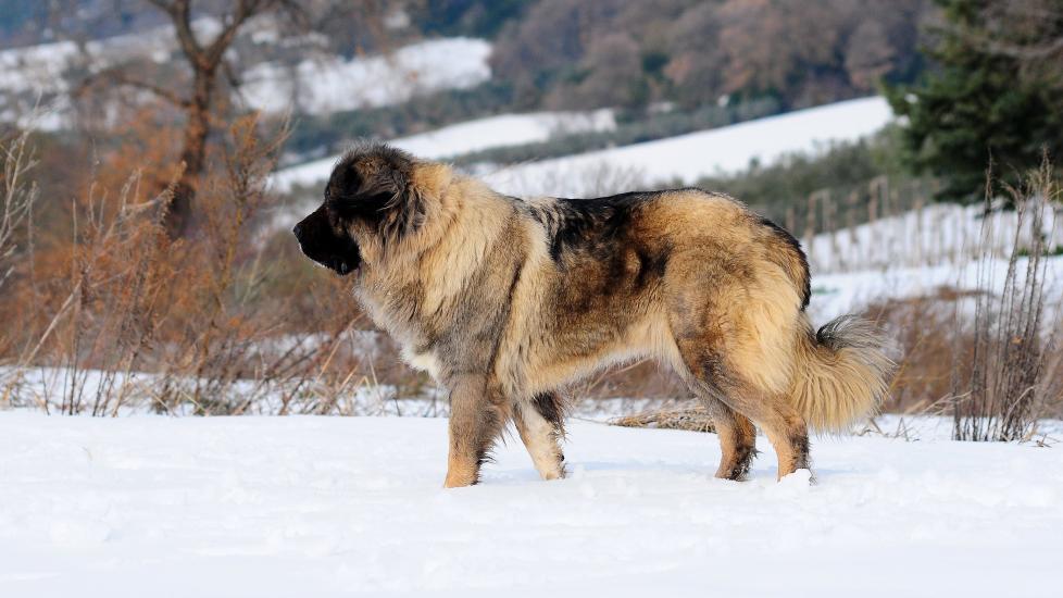 brown and black fluffy caucasian shepherd dog walking through snow