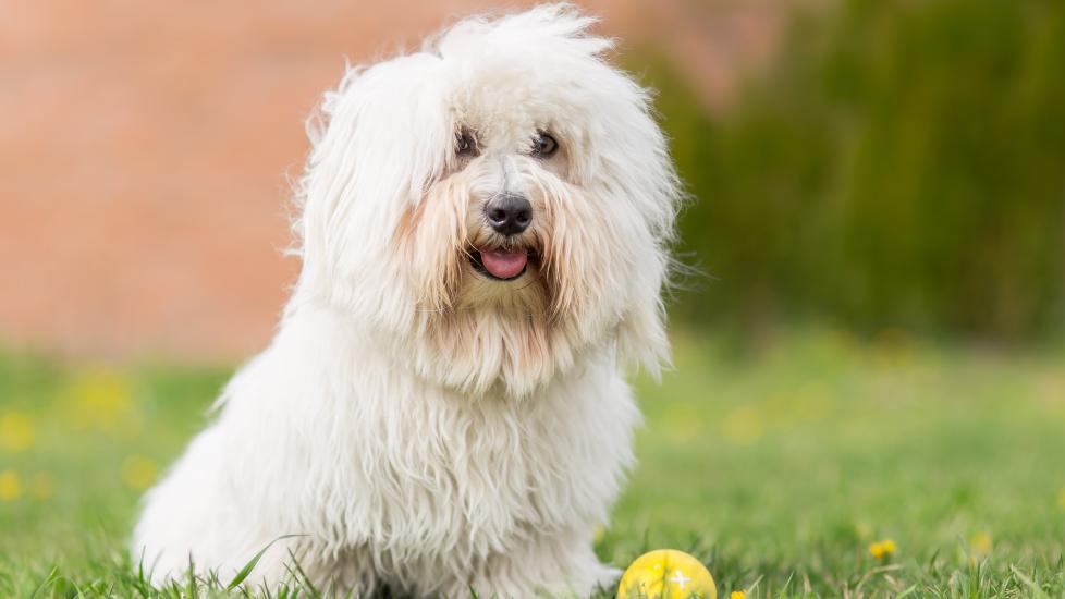 coton de tulear dog sitting in grass next to a tennis ball