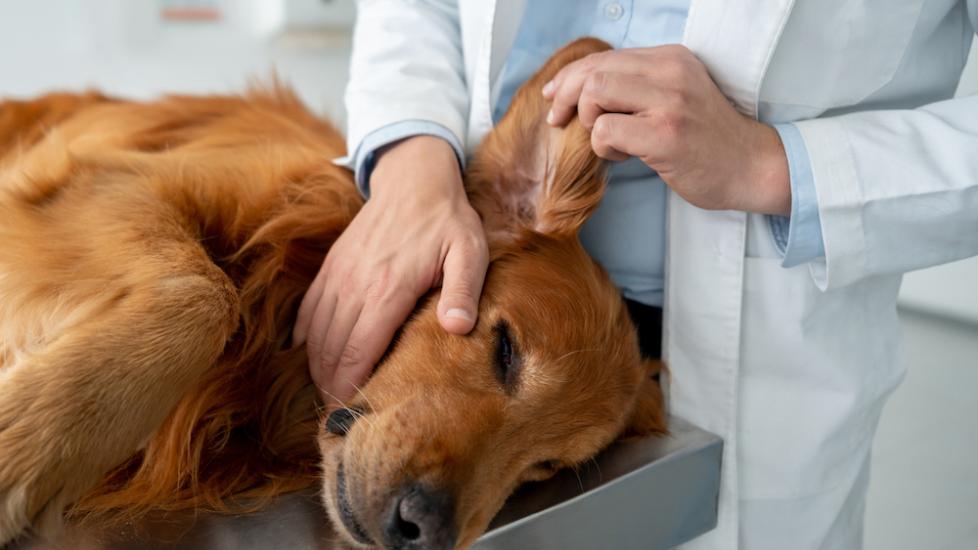 Ear Cancer in Dogs PetMD