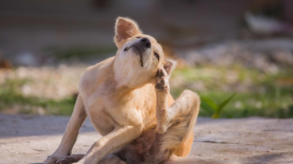 dry-flaky-skin-in-dogs-petmd