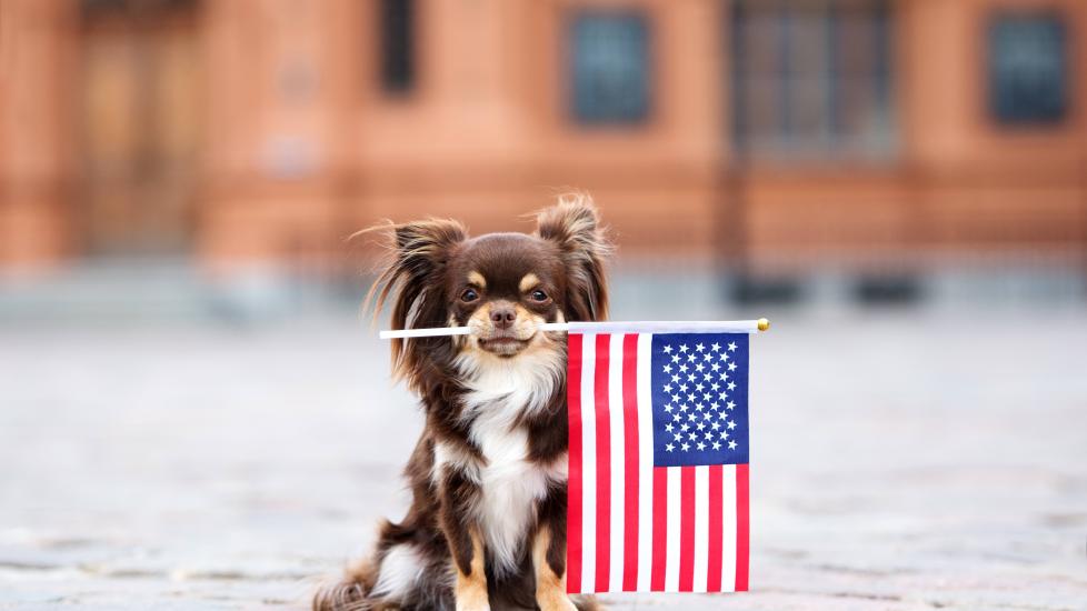 brown and tan longhaired chihuahua holding an american flag
