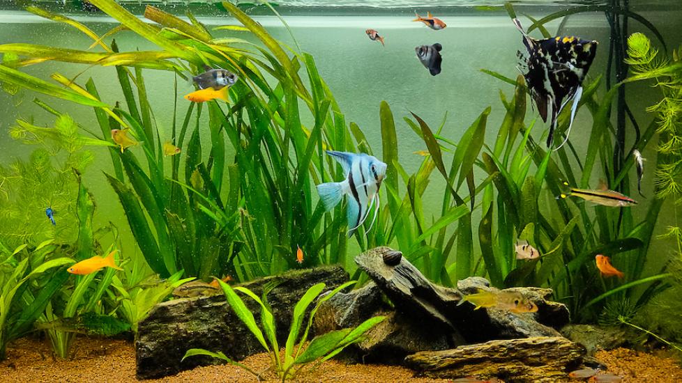 Top 9 Freshwater Sharks For Aquariums 