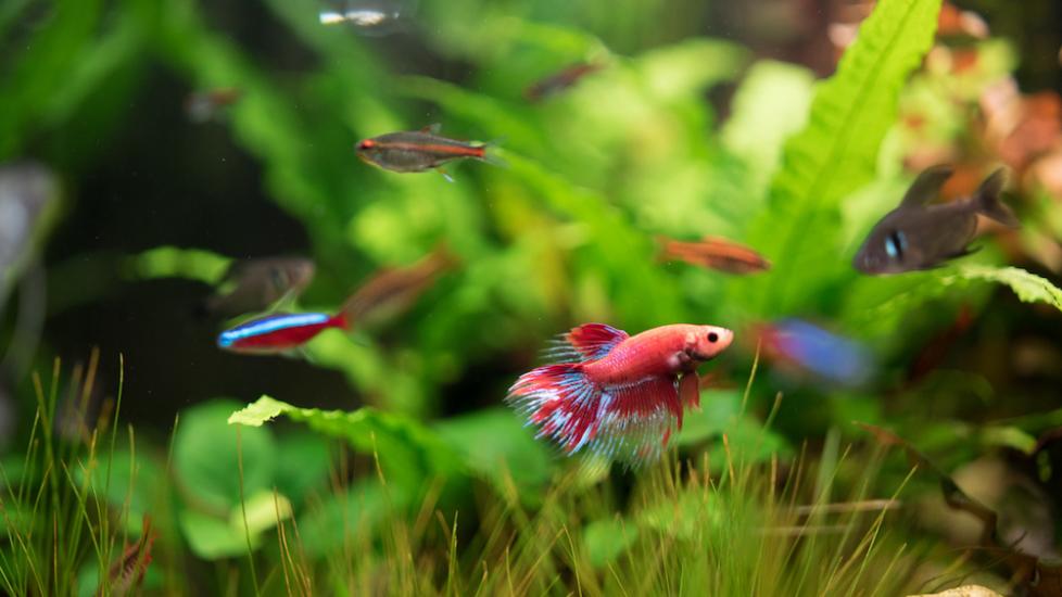 Setting up a Freshwater Aquarium | PetMD