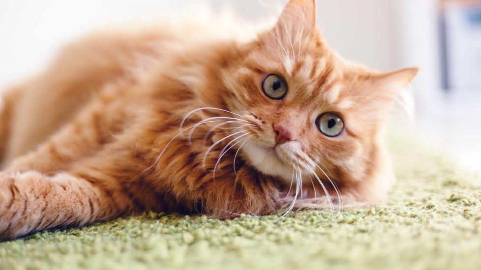 Unusual facts about store cats