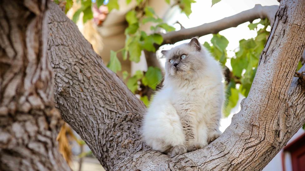 gray and white himalayan cat sitting in a tree
