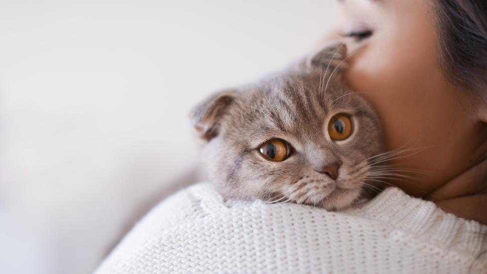 8 Vet-Approved Home Remedies for Your Cat (And When To Take Your Kitty to the Vet)