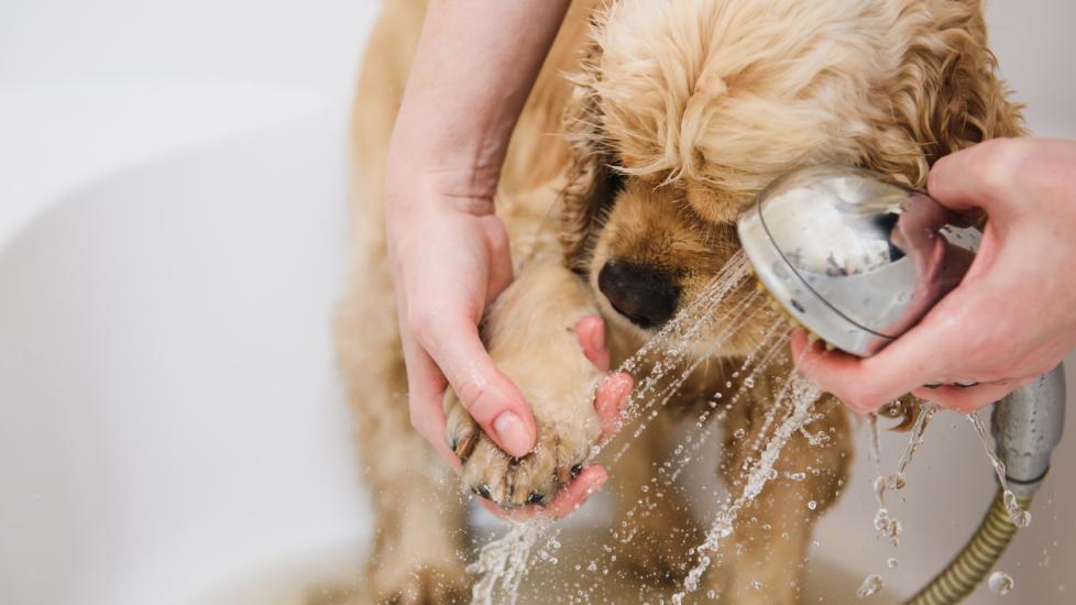 How to Treat My Dog's Red Paws: 7 Causes & Their Remedies