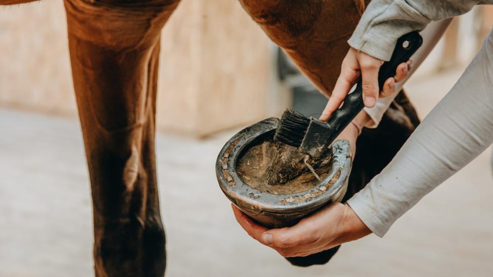 Corns in Horses PetMD