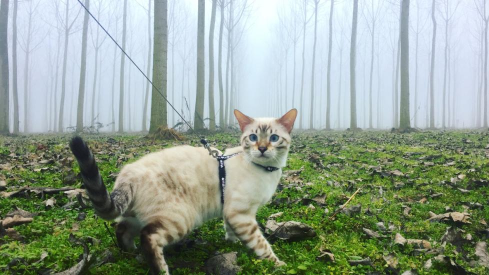 lynx point cat walking on a leash outside