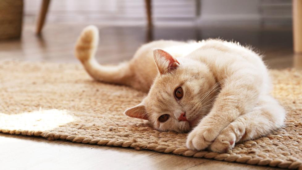 orange cat stretched out on the floor