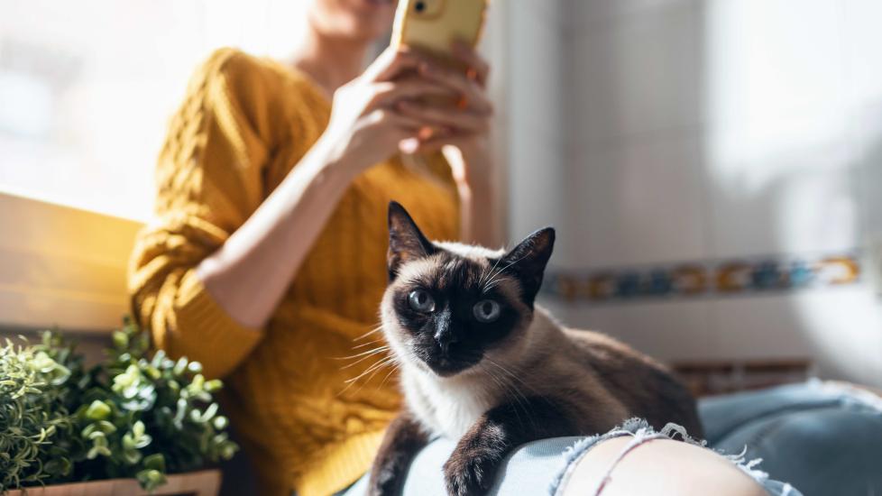 siamese cat lying on a woman's lap and looking at the camera