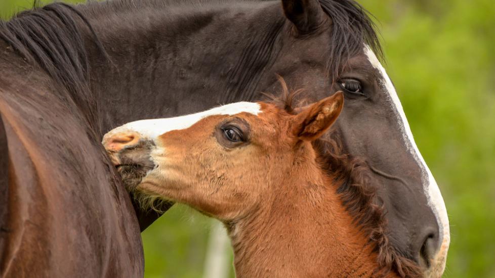 Anemia in Newborn Foals