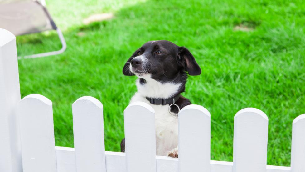 dog-peering-over-white-fence